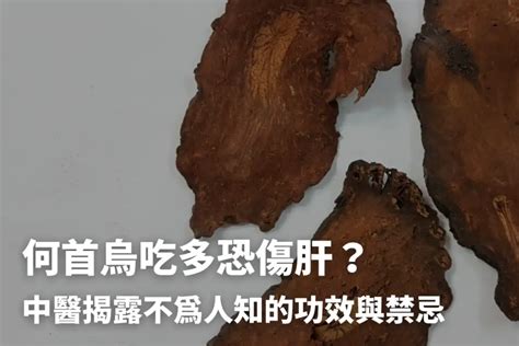 何首烏雞湯禁忌|何首烏秋冬進補怎麼吃？醫列功效禁忌＋何首烏藥膳做。